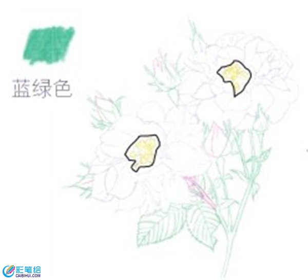 彩铅月季的绘画步骤是什么？月季花的彩铅画法