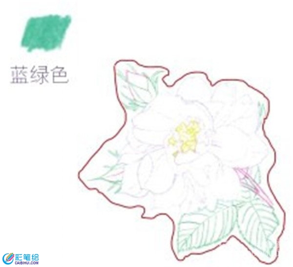 彩铅月季的绘画步骤是什么？月季花的彩铅画法