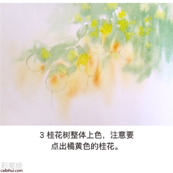 水彩画树教程：桂花树的水彩画画法教学